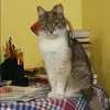 Отзыв от Кира Воронова